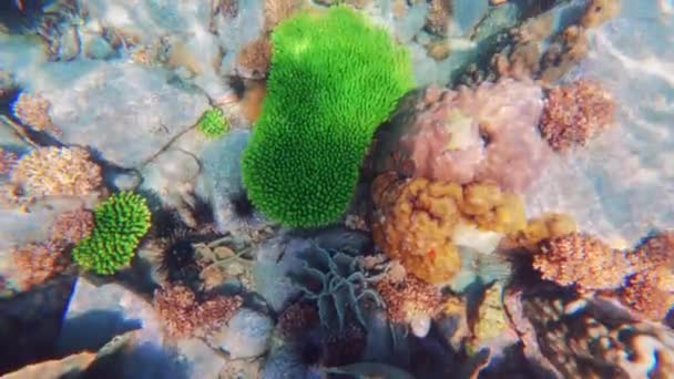 Una Toma Submarina Hermosos Corales Durante Día Tailandia — Vídeo de stock