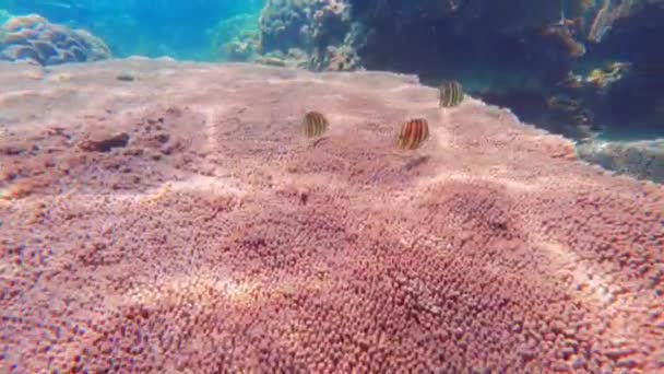 Vídeo Mostrando Peixes Nadando Perto Corais Diferentes Sob Mar Tailândia — Vídeo de Stock