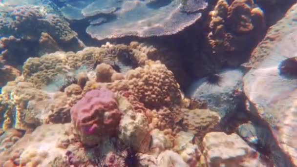 Ένα Βίντεο Κάτω Από Τον Ωκεανό Που Δείχνει Τους Κοραλλιογενείς — Αρχείο Βίντεο