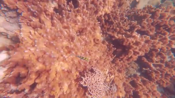 Video Zachycující Nějaké Ryby Korály Pod Vodou Thajsku — Stock video