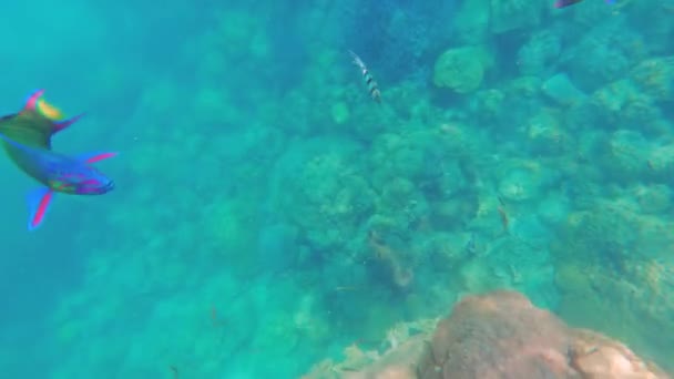 Видео Показывающее Лунную Медную Рыбу Других Рыб Плавающих Водой Возле — стоковое видео