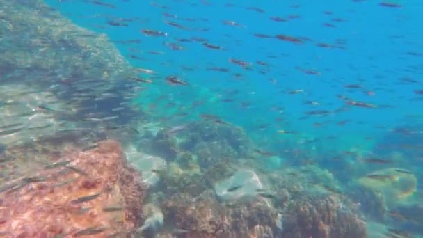 Ένα Βίντεο Που Δείχνει Πολλά Ψάρια Κάτω Από Θάλασσα Στην — Αρχείο Βίντεο