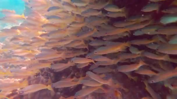 Ένα Βίντεο Που Δείχνει Ένα Κοπάδι Ψάρια Κάτω Από Νερό — Αρχείο Βίντεο
