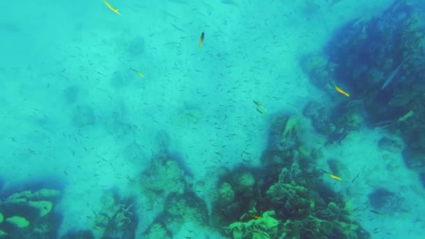 Ein Video Zeigt Mehrere Meeresbewohner Unter Wasser Thailand — Stockvideo