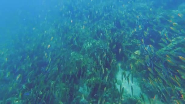 Video Que Muestra Una Escuela Peces Nadando Cerca Rocas Arrecifes — Vídeo de stock