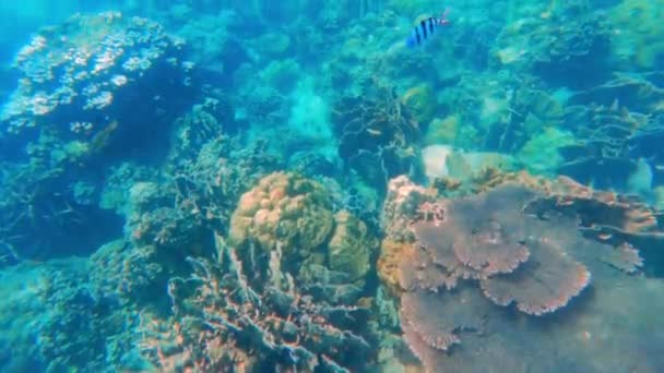 Ein Nahaufnahme Video Eines Unter Wasser Schwimmenden Scheren Feldwebelfisches Thailand — Stockvideo