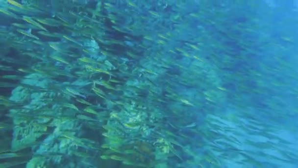 Video Que Muestra Una Escuela Peces Nadando Cerca Los Arrecifes — Vídeo de stock