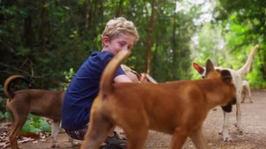 Lacivert tişörtlü bir çocuk Tayland 'da kuyruklarını sallayan ve oğlanı yalayan çoklu köpekleri okşuyor.
