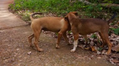 Tayland 'da gündüz vakti kuru yapraklarla birbirleriyle oynayan iki yavrunun videosu.