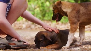 Tayland 'da gündüz vakti köpek besleyen bir çocuğun bir şeyleri yaladığı yakın plan bir fotoğraf.