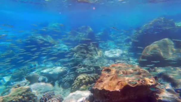 Video Una Escuela Peces Nadando Bajo Agua Durante Día Tailandia — Vídeo de stock