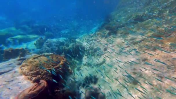 Ένα Υποβρύχιο Βίντεο Ενός Σχολείου Ψαριών Που Κολυμπούν Κατά Διάρκεια — Αρχείο Βίντεο