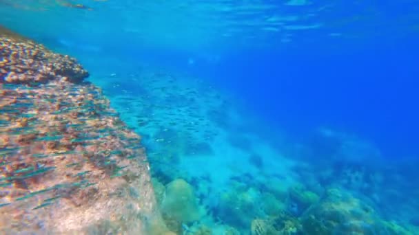 Video Panorámico Izquierda Que Muestra Una Escuela Peces Nadando Bajo — Vídeo de stock