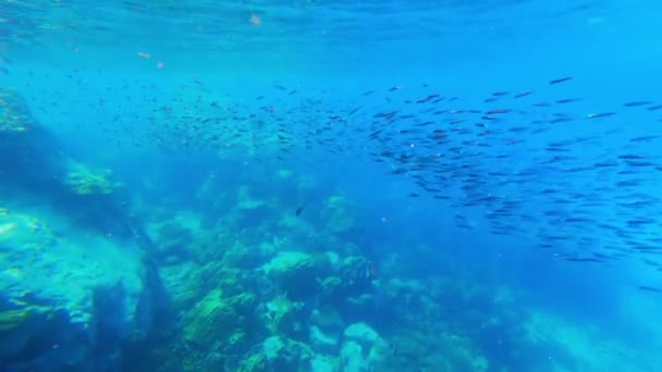 Видео Показывающее Несколько Рыб Плавающих Вблизи Поверхности Моря Таиланде — стоковое видео