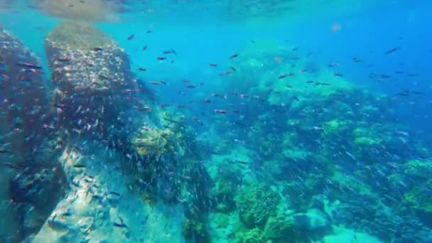 Video Después Una Escuela Peces Nadando Cerca Superficie Del Agua — Vídeo de stock