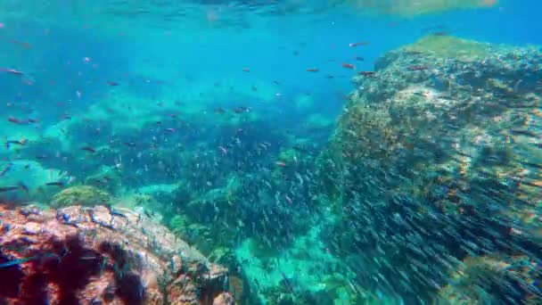 Ένα Βίντεο Κοραλλιογενείς Υφάλους Μια Σχολή Ψαριών Που Κολυμπούν Και — Αρχείο Βίντεο