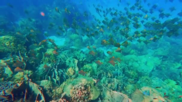 Ένα Βίντεο Πολλά Ψάρια Επιπλέουν Σταθερά Κάτω Από Νερό Κατά — Αρχείο Βίντεο