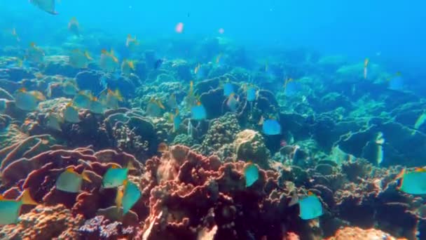 Видео Нескольких Рыб Плавающих Водой Возле Коралловых Рифов Таиланде — стоковое видео