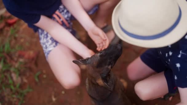 Horní Pohled Záběr Dvou Chlapců Mazlit Psa Během Dne Thajsku — Stock video