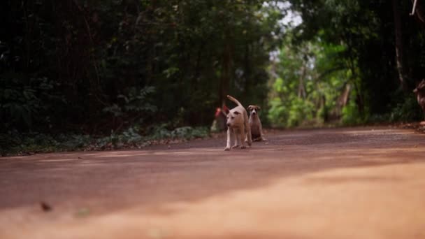 Sebuah Tembakan Lebar Dari Dua Anjing Duduk Dan Berjalan Luar — Stok Video
