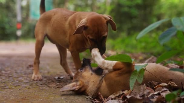 Een Video Van Twee Pups Die Overdag Met Droge Bladeren — Stockvideo