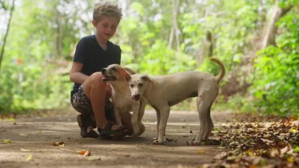 Video Niño Interactuando Con Dos Perros Aire Libre Durante Día — Vídeo de stock