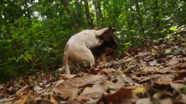 Sebuah Video Tentang Dua Anjing Bermain Hutan Pada Daun Kering — Stok Video