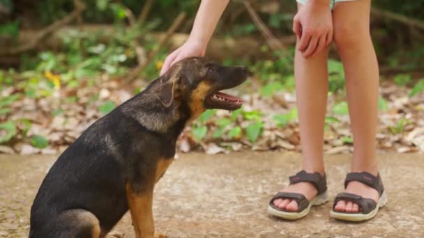 Video Young Girl Petting Puppy Outdoors Daytime Thailand — Stock Video