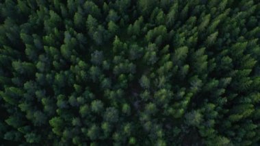 Norveç 'in Aaseral kentindeki yemyeşil çam ağaçlarının gündüz çekimleri.