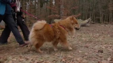 Tasmalı kahverengi bir Chow Chow köpeği parkta bir çift tarafından yürüyüşe çıkarılır.