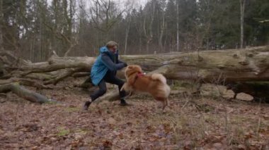 Genç bir adam ve bir Chow Chow köpeğinin ormanda devrilmiş bir ağacın yanında sopayla oynadığı yavaş çekim.