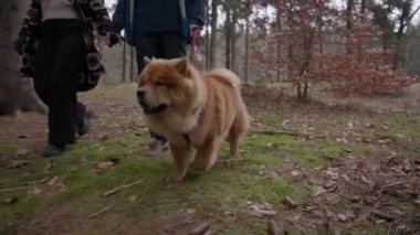 Ağaçlarla dolu bir parkta bir çiftle yürürken tasmalı şirin bir Chow Chow köpeği resmi.