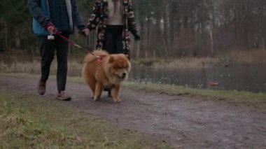 Chow Chow 'un köpeğine odaklanarak göl kenarındaki parkta sahibini gezdirirken alçak açılı çekim.