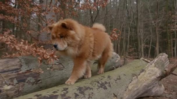 一只棕色的周州狗在从倒下的树上跳下之前 会走过去嗅嗅嗅它的表面 — 图库视频影像