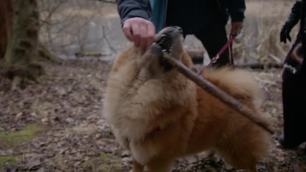 Ein Chow Chow Hund Beißt Den Stock Den Ihm Sein — Stockvideo