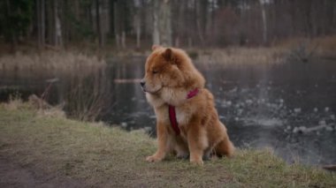 Bir Chow Chow köpeği, göl kenarındaki bir parkın yeşil çimlerinde rahat bir şekilde dinlenir. Hafif esintinin ve rahatlatıcı su sesinin tadını çıkarır.