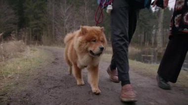 Bir Chow Chow köpeğinin yavaş çekimde bir çiftle yürüyüşünün düşük açılı bir resmi.