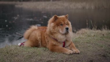 Sevimli bir Chow Chow köpeği rahatça bir gölün çimlerin üzerinde dinleniyor.