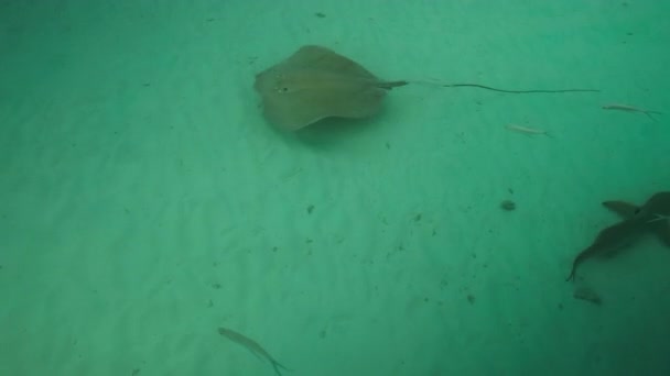 Small Sharks Stingray Glide Each Other Clear Waters Maldives — Stock Video