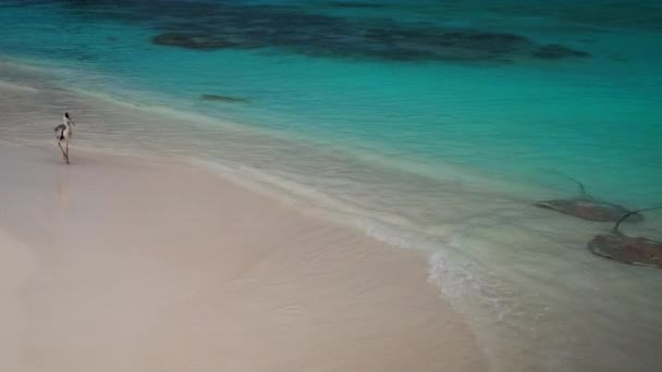 Szary Czapla Spaceruje Wzdłuż Brzegu Plaży Malediwy Podczas Gdy Rekiny — Wideo stockowe