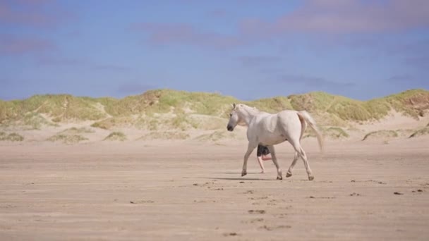 Seorang Gadis Bersama Dengan Unicorn Nya Bepergian Lapangan Besar Pada — Stok Video