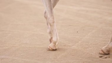 Gündüz vakti kumlu bir toprakta yürüyen beyaz bir atın bacaklarına odaklanan yakın çekim.