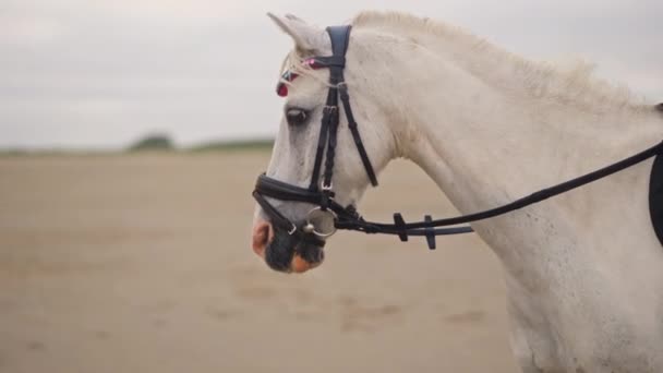 Крупним Планом Білий Кінь Мотузкою Обличчі — стокове відео
