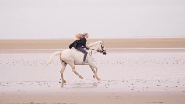 Широкий Бічний Знімок Блондинки Яка Їде Білому Коні Вологому Піщаному — стокове відео