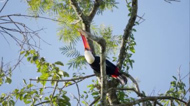 Canlı gagası ve tüyleriyle bir Toucan, parlak güneş ışığının altındaki bir ağaca tünediğinde bir dalı kemirir.