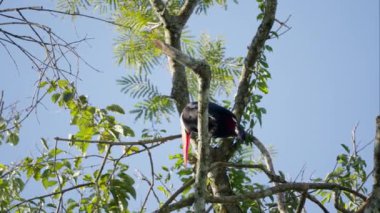 Arjantin 'de güneşli bir günde ağaçta tünemiş bir dalın gagasını ovuşturan bir Toucan' ın alçak açılı görüntüsü.