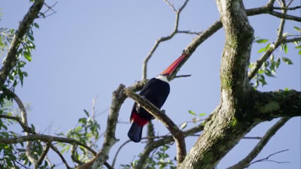 Sebuah Gambar Sudut Rendah Dari Toucan Makan Saat Beristirahat Pohon — Stok Video