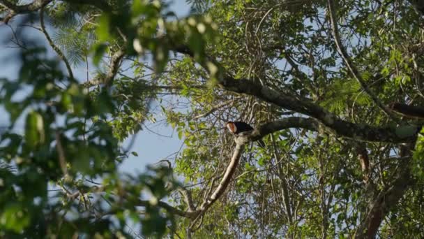 Ein Tukan Sitzt Auf Einem Baum Einem Tropischen Wald Vor — Stockvideo