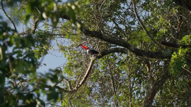 Aus Einem Niedrigen Winkel Beobachtet Ein Tukan Auf Einem Baum — Stockvideo