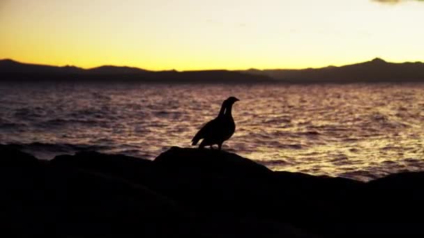 Silhouette Two Birds Resting Backdrop Nearby Flowing Lake Sunset — Stock Video